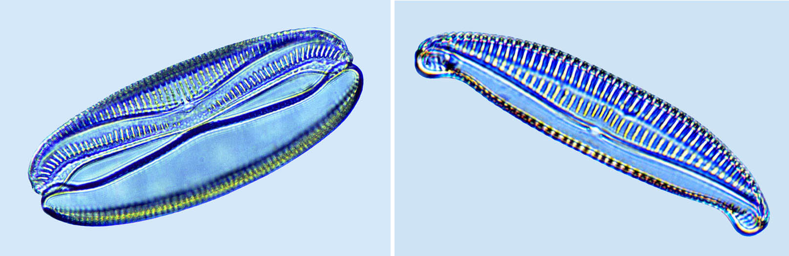 Amphora Amphora egregia